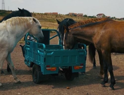 Cargo Muli kostenlose Probefahrt Testtag